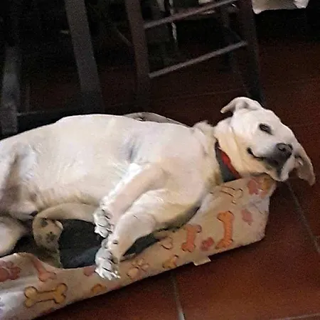 Da Franca